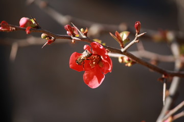 Abeille décollant d'une fleur de cognassier