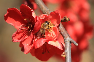 Abeille butinant