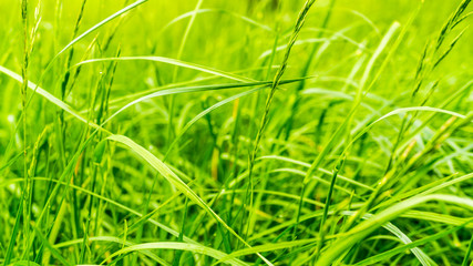 gruene Grashalme im Garten