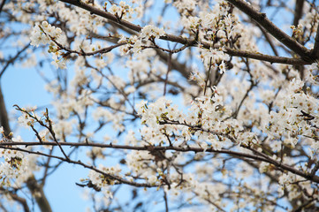 Branches of flowering plum tree
