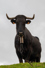 Large black bull stares down from the top of a grass hill in Pambre Spain