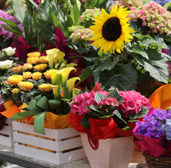 beautiful yellow sunflower for sale at flower market  with other