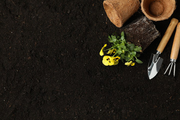Flowers and gardening tools on soil background, space for text