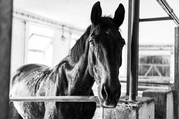 Horse in the stable. A horse stands in a stall. A horse's head
