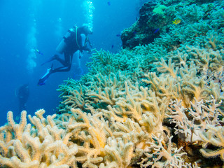 aqualunger explores corals, undersea Philippines