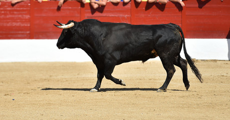 spanish bull with big horns