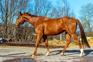 Beautiful red horse in a bridle at the stable.
