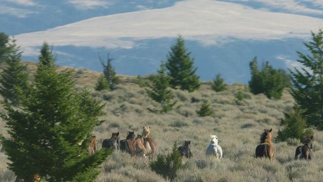 Herd of Mustang horses gallop through sagebrush, meadows, and trees in the foothills of the Gravelly mountain range near Ennis, Montana