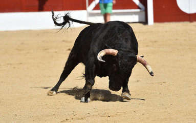 spanish bull with big horns