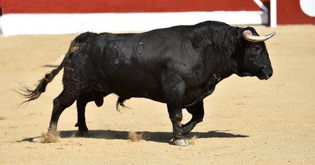 spanish bull with big horns