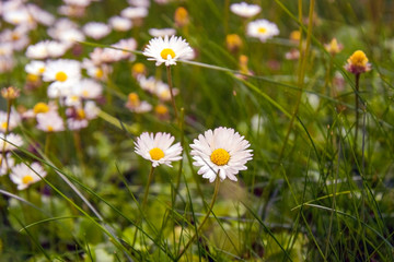 Field of daisies, summer day. Herb plants in meadow.