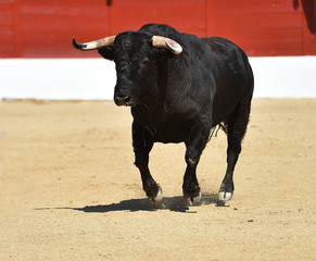 spanish bull with big horns