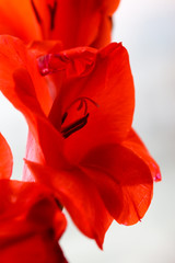 Fototapeta na wymiar Detailed artistic macro closeup inflorescence of gorgeous blooming Sword Lily or Gladioli flower and stamen.
