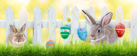 easter bunny and eggs