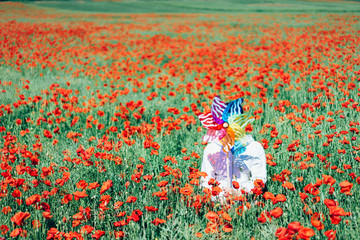 field of poppies red flowers