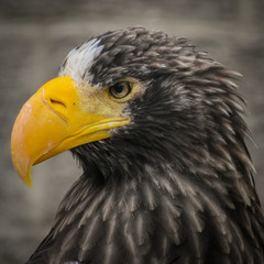 The Sea Eagle 