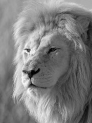 The White Lion