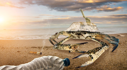 Crab on polluted beach. plastic bottles pollution in muddy puddle on beach. (Environment concept)