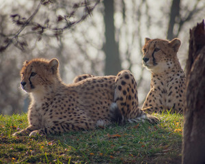 The Cheetah and her Cub II