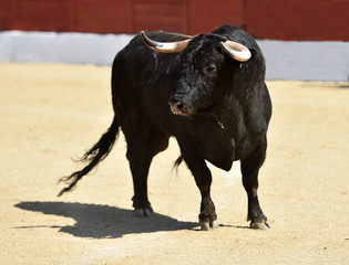 spanish bull with big horns