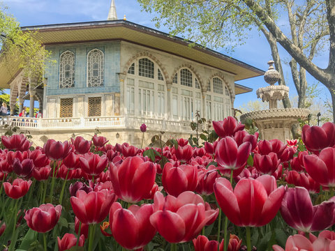 blooming tulips in the garden of the turkish topkapi palace