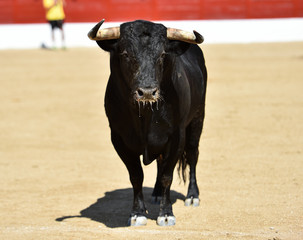 toro tipico español en una ganaderia