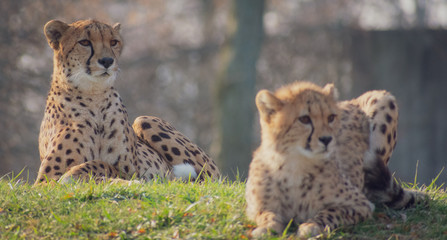 The Cheetah and her cub 