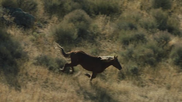 Herd of Mustang horses gallop through sagebrush, meadows, and trees in the foothills of the Gravelly mountain range near Ennis, Montana