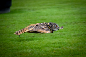 Owl Some 