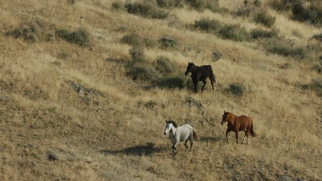 Herd of Mustang horses gallop through sagebrush, meadows, and trees in the foothills of the Gravelly mountain range near Ennis, Montana