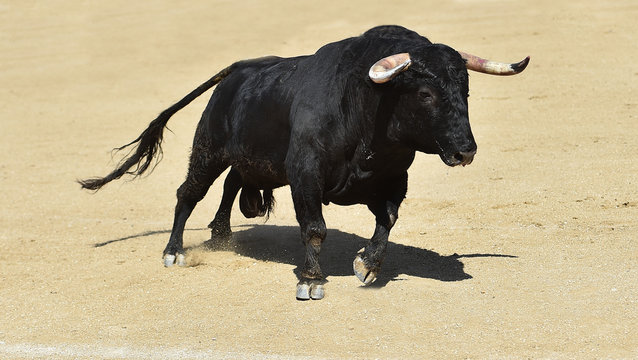 toro bravo espa&ntilde;ol corriendo en una plaza de toros