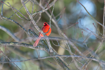 Red Northern Cardinal bird perched on tree branch in forest