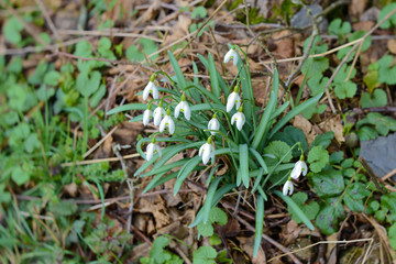 Naklejka na ściany i meble snowdrops galanthus in nature of luxembourg