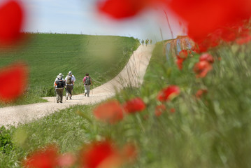 Grupo de peregrinos en dirección a la localidad navarra de Los Arcos, en el Camino de Santiago...