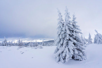 Frozen trees in deep snow. Tatra Mountains.