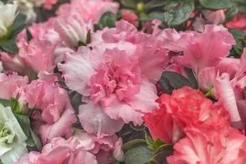 Beautiful spring flowers. Pink azalea bushes in Flower Shop.