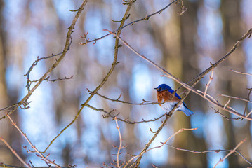 Blue bird perched on branch in forest on sunny winter day