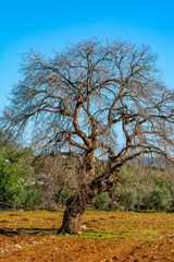 Dramatic sky and sunrise over old lonely tree