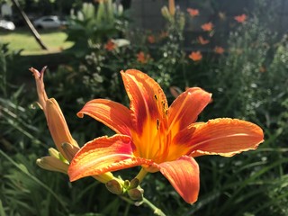 Large red-orange Lily close-up in the rays of the setting sun on the background of a green flower bed. Mobile photos in natural daylight in Russia