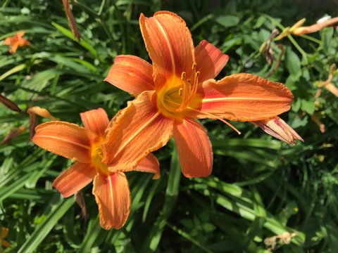 Red-orange Lily close-up against the background of other similar lilies and green grass. Mobile photos in natural daylight in Russia