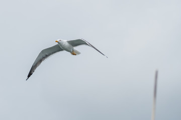 seagull flying front view Larus argentatus