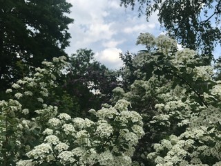 Flower texture of different sharpness of white small inflorescences of spirea against the background of other flowering shrubs and the evening sky. Mobile photo in natural daylight.