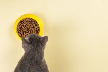 The gray cat eats cat food from a yellow bowl. Delicious treat for your beloved pet. Advertising...