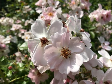 Floral texture of different sharpness from light pink inflorescences of roses and green foliage. Mobile photos in natural daylight