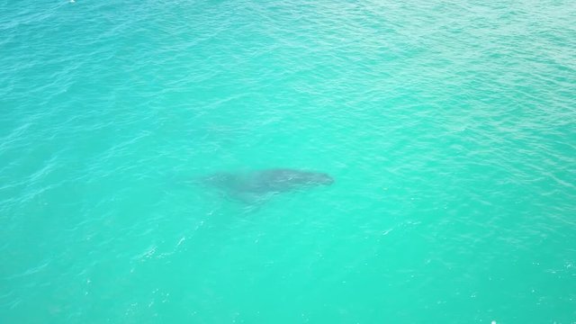 Drone footage of humpback mother taking breath with calf on her side in clear water off a paradise island in the tropics/ sainte marie madagascar