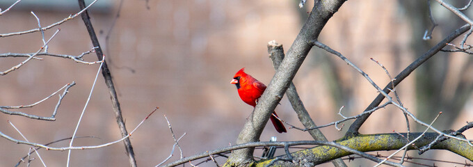 Cardinal on a Tree Branch in a Snow Storm