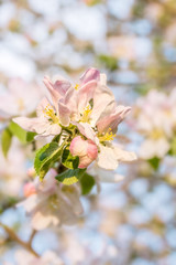 Obraz premium Apple tree flower on a blurred background