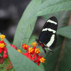 butterfly on flower