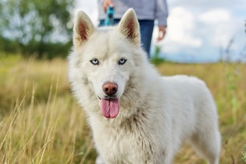 Closeup young white female husky dog with tongue blue eyes on walk