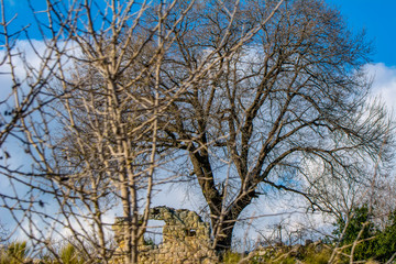 Dramatic sky and sunrise over old lonely tree